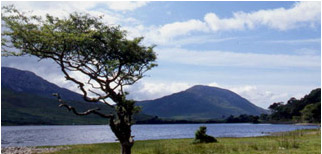 atree